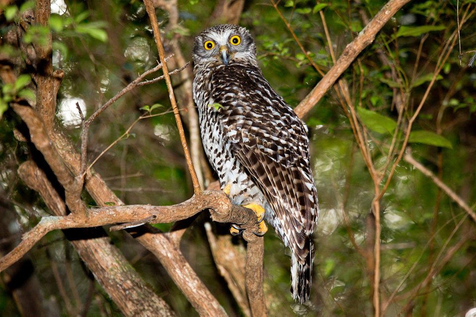 Powerful Owl (Ninox strenua)